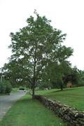 Juglans nigra
